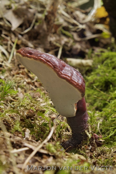 Gesteelde lakzwam - Ganoderma lucidum